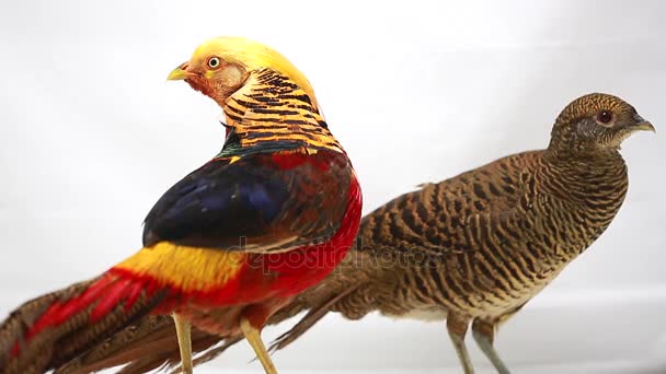 Мужской и женский золотой фазан на белом фоне — стоковое видео