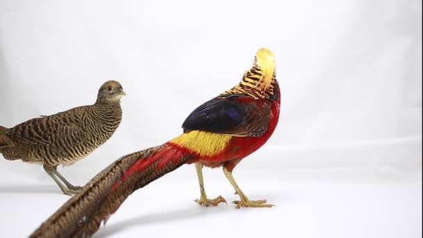 Чоловічий і жіночий золотий фазан на білому тлі — стокове відео