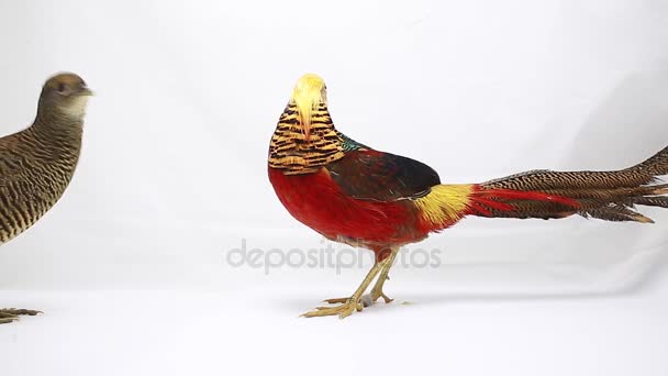 Male and female gold pheasant on a white background — Stock Video