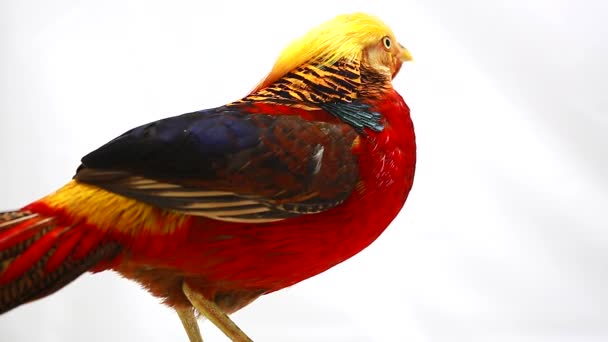 Male gold pheasant on a white background — Stock Video