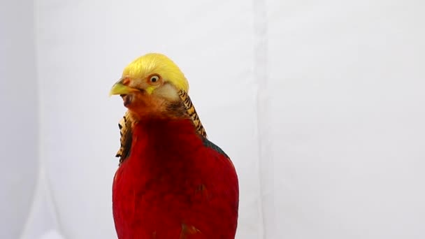 Retrato faisán de oro masculino sobre un fondo blanco — Vídeos de Stock