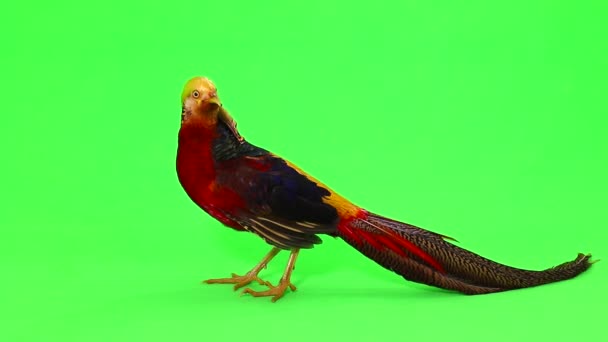 Male pheasants on green — Stock Video