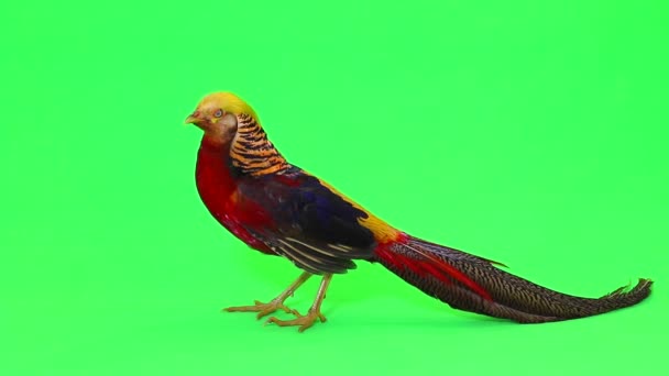 Male pheasants on green — Stock Video