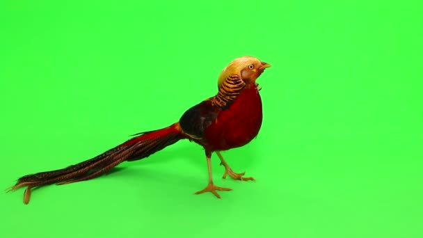 Mannelijke fazanten op groen — Stockvideo