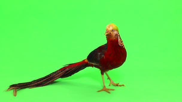 Male pheasants on green — Stock Video
