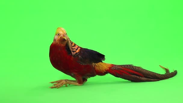Самцы фазанов на зеленом — стоковое видео