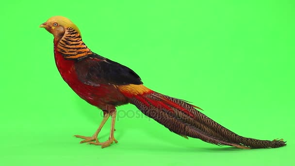 Чоловічі фазани на зеленому — стокове відео