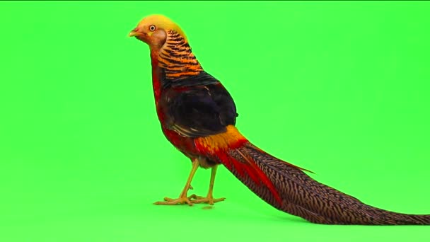 绿色的雄性野鸡 — 图库视频影像