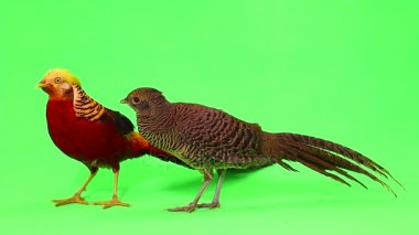 kadın ve erkek altın sülün yeşil ekran üzerinde