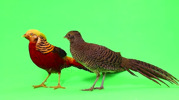 Female and male gold pheasants on green screen — Stock Video