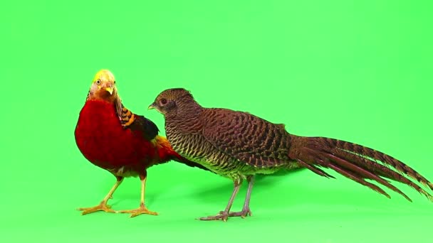 Female and male gold pheasants on green screen — Stock Video