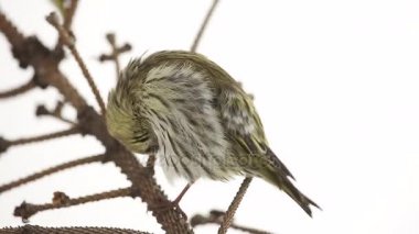 Beyaz bir arka plan üzerinde izole kadın iskete stüdyo