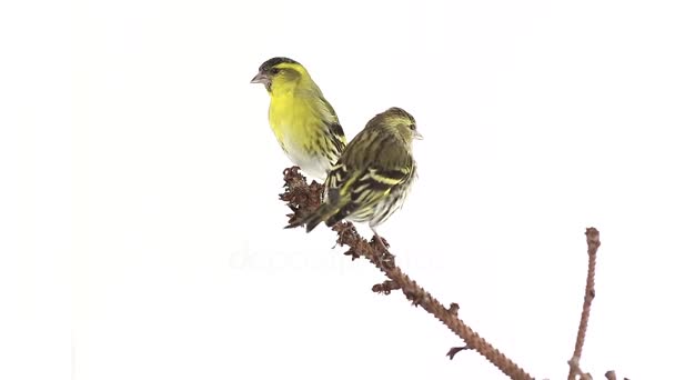 Siskin femenino y masculino aislado sobre un fondo blanco, estudio — Vídeo de stock