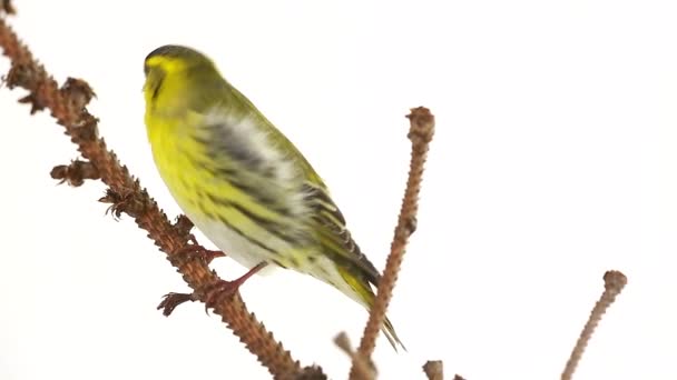 Siskin masculino aislado sobre un fondo blanco, estudio — Vídeos de Stock