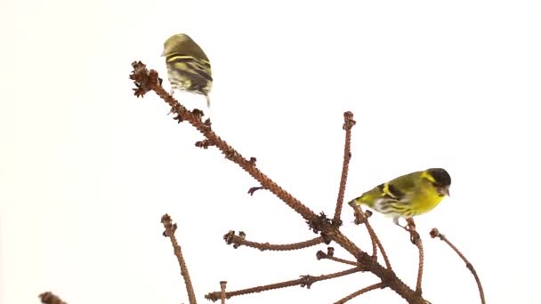 Siskin femenino y masculino aislado sobre un fondo blanco, estudio — Vídeos de Stock