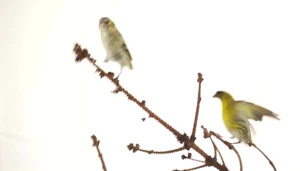 Siskin femenino y masculino aislado sobre un fondo blanco, estudio — Vídeos de Stock