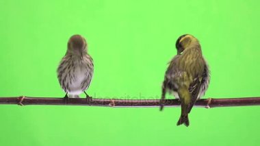 yeşil bir arka plan üzerinde izole erkek ve dişi iskete stüdyo