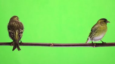 yeşil bir arka plan üzerinde izole erkek ve dişi iskete stüdyo