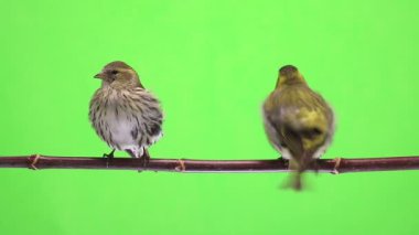 yeşil bir arka plan üzerinde izole erkek ve dişi iskete stüdyo