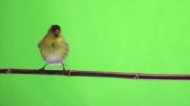 yeşil bir arka plan üzerinde izole erkek iskete stüdyo