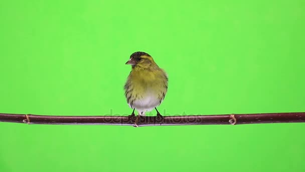 Male siskin isolated on a green background, studio — Stock Video