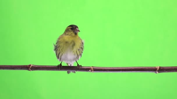 Mannelijke Sijs geïsoleerd op een groene achtergrond, studio — Stockvideo