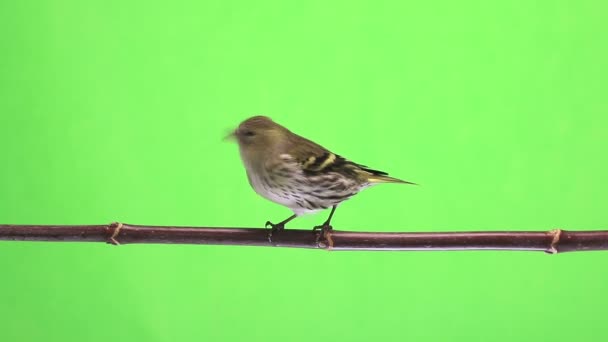 Siskin femenino aislado sobre un fondo verde, estudio — Vídeo de stock