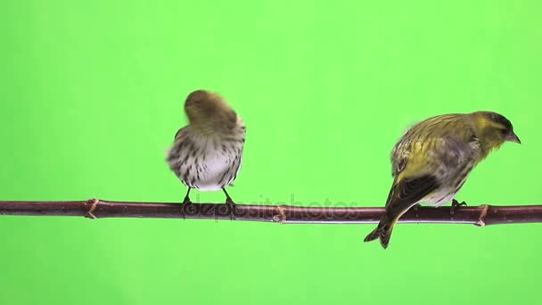 Siskin maschio e femmina isolata su sfondo verde, studio — Video Stock