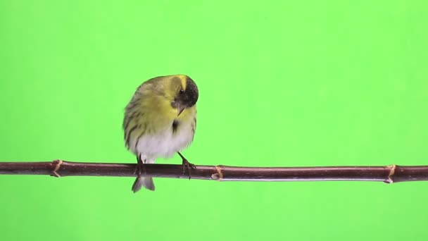 Αρσενικό siskin απομονώνονται σε πράσινο φόντο, στούντιο — Αρχείο Βίντεο
