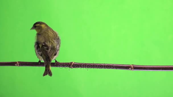 Siskin maschio isolato su sfondo verde, studio — Video Stock
