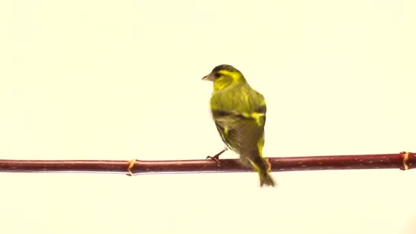 Male siskin isolated on a white background, studio — Stock Video