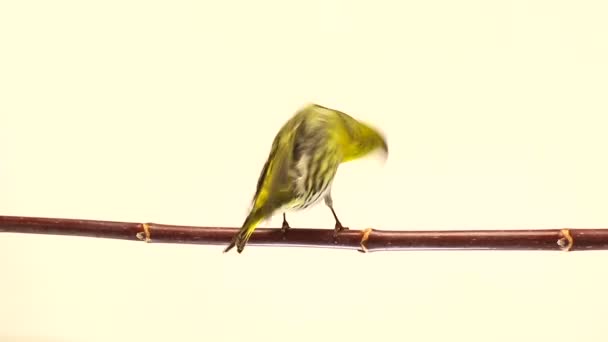 Siskin masculino aislado sobre un fondo blanco, estudio — Vídeos de Stock