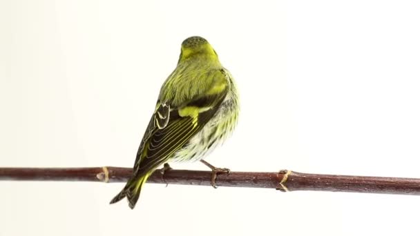 Male siskin isolated on a white background, studio — Stock Video