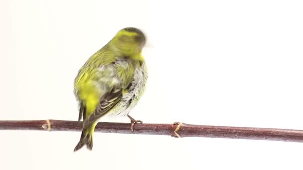 Siskin masculino aislado sobre un fondo blanco, estudio — Vídeos de Stock