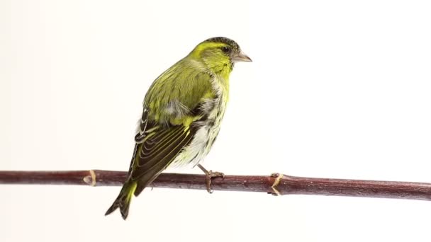 Siskin masculino aislado sobre un fondo blanco, estudio — Vídeos de Stock