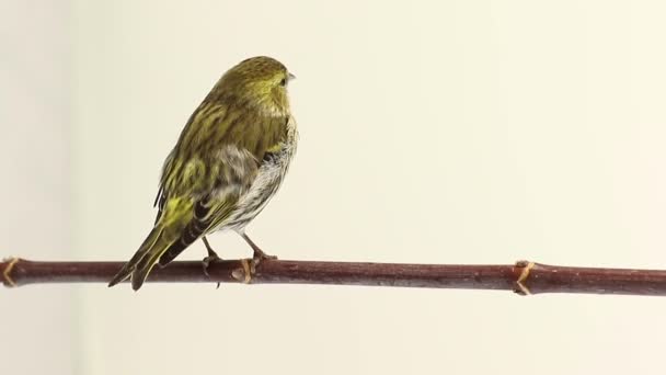 Female siskin isolated on a white background, studio — Stock Video