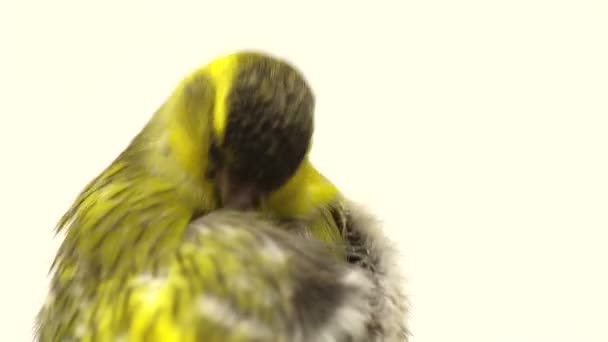 Siskin mâle isolé sur fond blanc, studio — Video