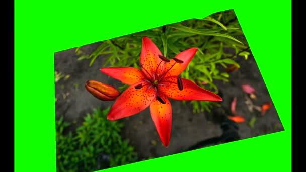 Flower 3d isolated on a green background — Stock Video