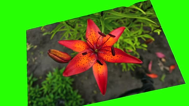 Blume 3d isoliert auf grünem Hintergrund — Stockvideo