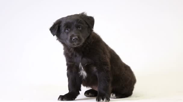 Filhote de cachorro fica preto isolado em uma tela branca — Vídeo de Stock