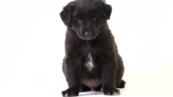 Filhote de cachorro fica preto isolado em uma tela branca — Vídeo de Stock