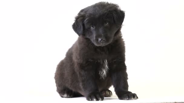Puppy lies black isolated on a white screen — Stock Video