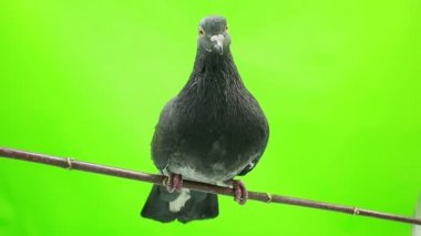 Güvercin yeşil ekranda izole