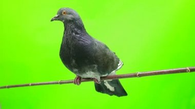 Güvercin yeşil ekranda izole