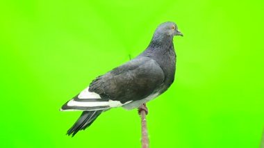Güvercin yeşil ekranda izole