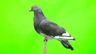 Güvercin yeşil ekranda izole
