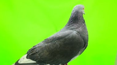 Güvercin yeşil ekranda izole