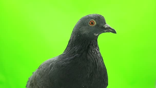 Dove is isolated on the green screen — Stock Video