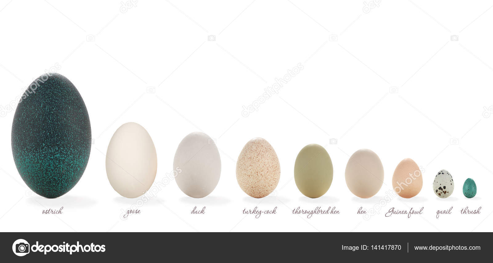 다른 새의 알 — 스톡 사진 © bazil #141417870, image size:1600x853