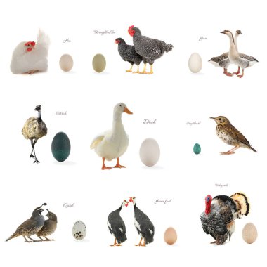 kind of egg of different birds clipart